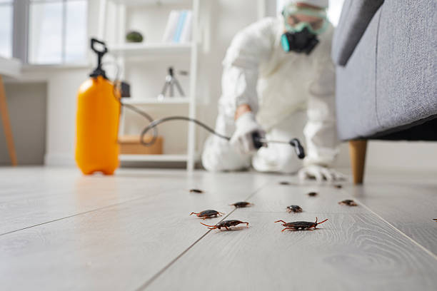Trusted Termite Control service in East Moriches, NY - Nex Pest Control